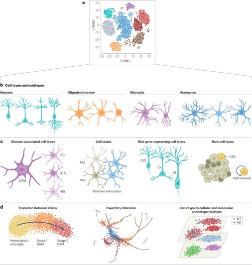 Nat Rev Neurol. | 单细胞和空间转录组学：破译大脑在健康和疾病中的复杂性